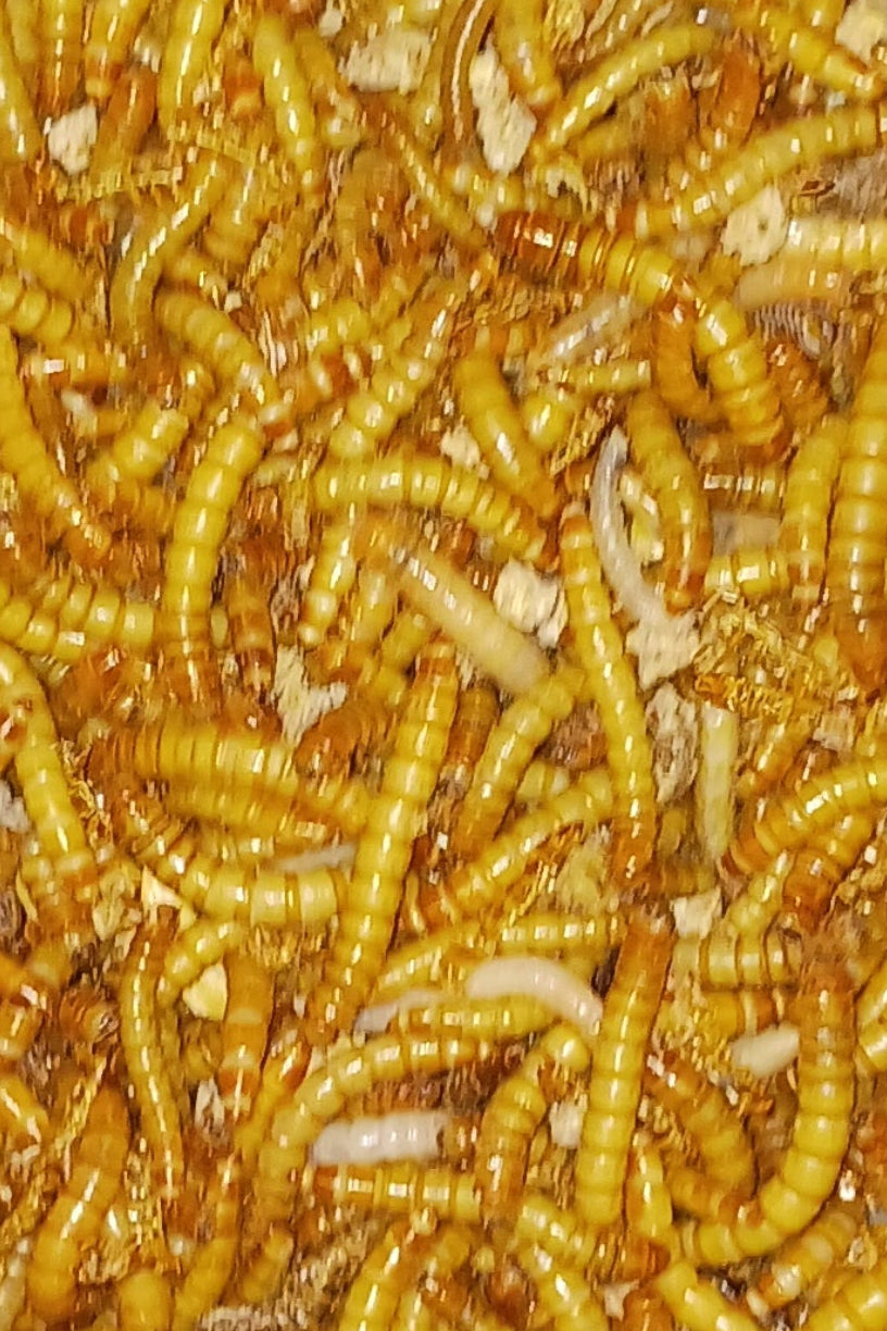 MEALWORMS