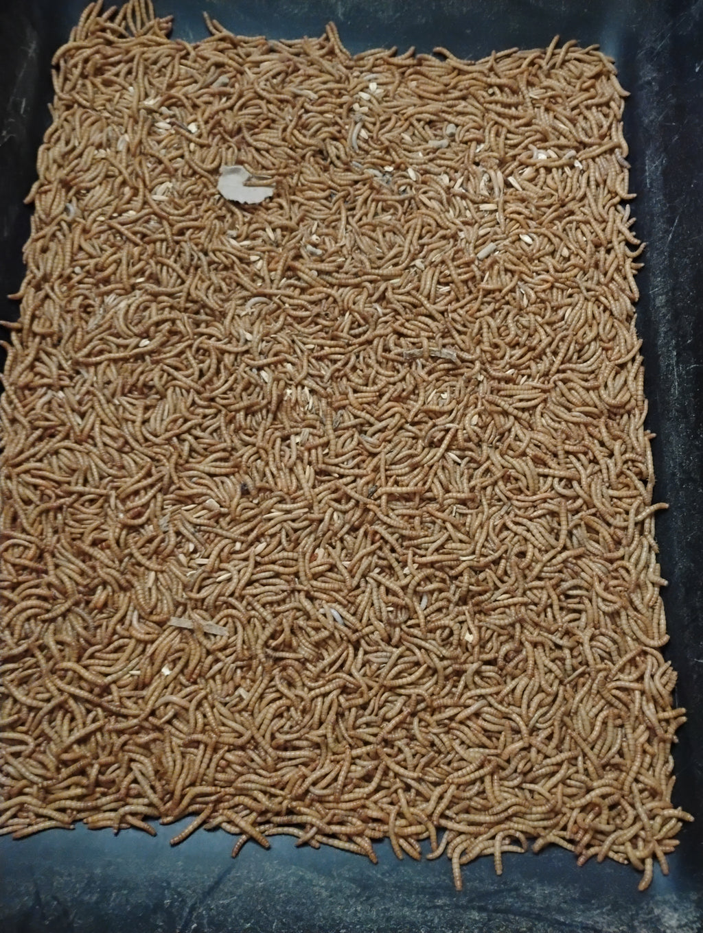 MEALWORMS
